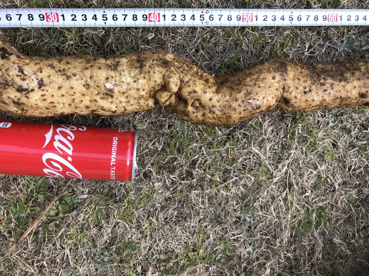 本物 天然自然薯 超デカい。鹿児島の山中にて 掘り立て 約1.5
