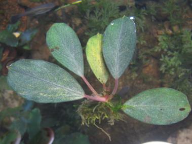 AG ブセsp.パールグレイ