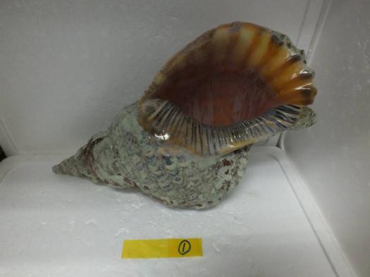 法螺貝 国産 ほら貝笛 21.8cm 手のひらサイズ 密教・魔除け 【公式通販】