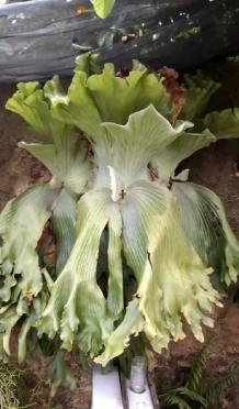 P.elephantotis mutant @bikamori.com ビカクシダ