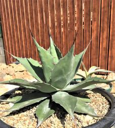 オバティフォリア　ジャイアント　　特大株 激レア大株!! アガベ オバティフォリア ジャイアント Agave ovatifolia
