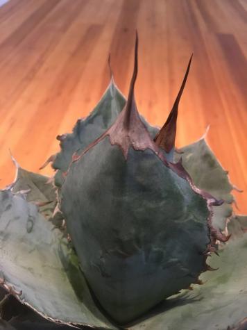 アガベ チタノタ ホワイト アイス 　Agave titanota White Ice