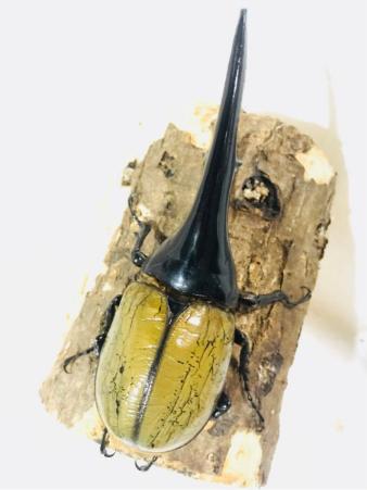 【T-zan】DH ヘラクレス ♂147㎜ 単品《有名血統》