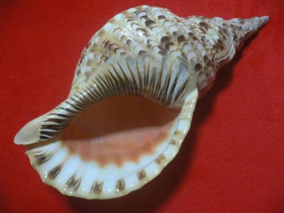 ☆沖縄の法螺貝☆No10☆ほら貝☆ホラガイ☆35.0cm・870g