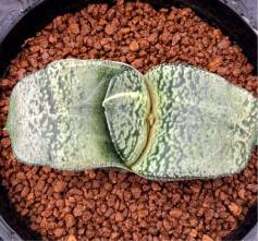 ≧∇≦）多肉植物 ガステリア 臥牛錦 名称は入手時もです 【公式通販】