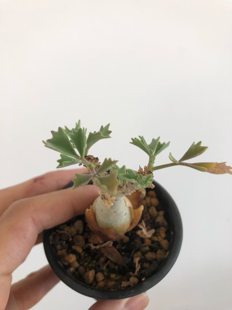キフォステンマ ベティフォルメ