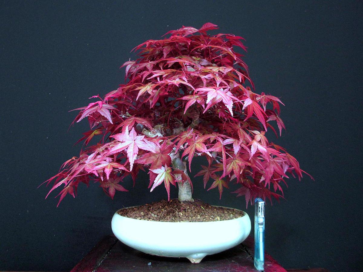 福助 出猪々紅葉／デショウジョモミジ 樹高28㎝ 深紅葉 模様 若木