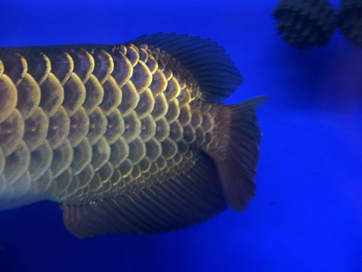 過背金龍 アジアアロワナ過去販売魚 FOREVER : 本日は過背金龍 