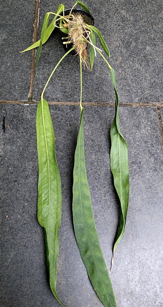 高品質，豊富な zK 垂下するアンスリューム：その２ 着生シダ アンスリューム原種 シダ 珍種 原種 野生ランetc.(その他)｜売買されたオークション情報、yahooの商品情報をアーカイブ公開 - オークファン その他