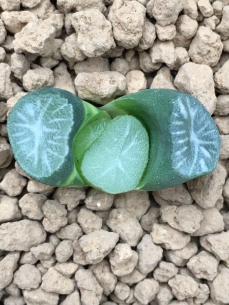 多肉植物ハオルチア万象　「金子氏MS万象實生特選」サボテン