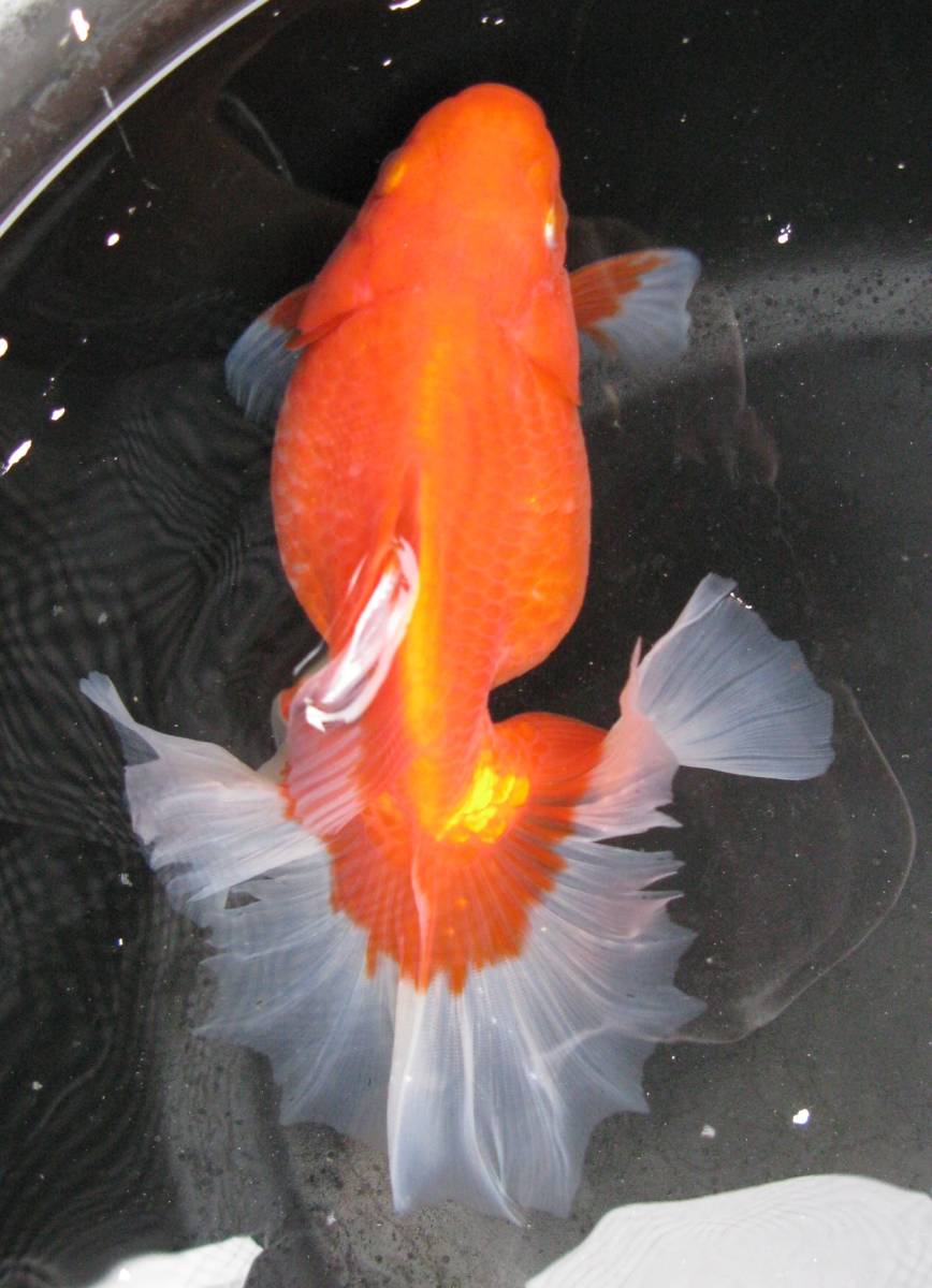 土佐錦 土佐錦魚 公式通販 7±1cm前後 金魚 1匹 土佐 ☆