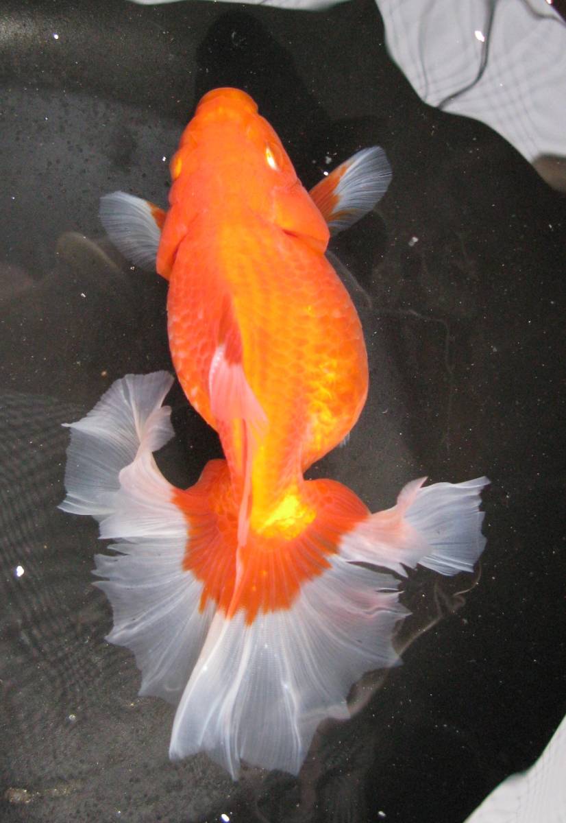 土佐錦 土佐錦魚 公式通販 7±1cm前後 金魚 1匹 土佐 ☆