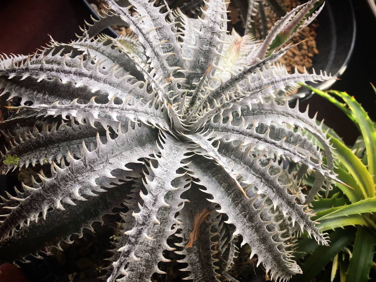 ディッキア ビルベイカー Dyckia tracking code BBB Dyckia tracking code GDD Bill Baker Hyb レア ディッキア Dyckia