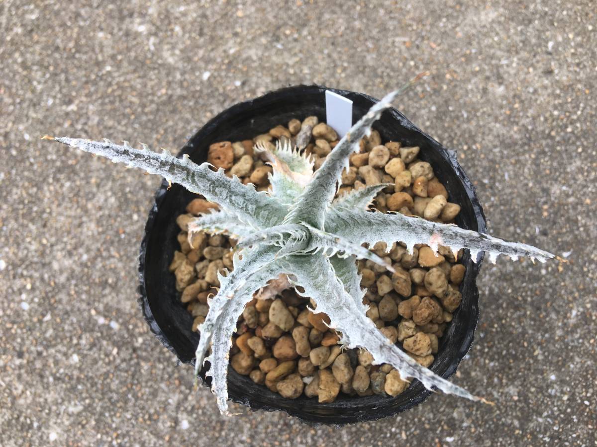 Dyckia tracking code GDD Bill Baker Hyb レア ディッキア Dyckia