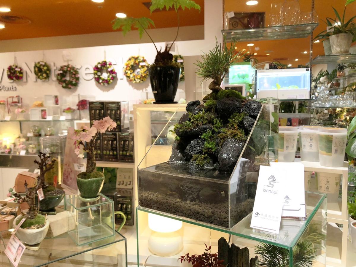 盆水 黒松 ポンプ セット コケ アクアリウム 盆栽鉢 水槽 苔 植木 コケ盆栽 まとめて 盆栽 鉢 溶岩 石 苔玉盆栽 テラリウム ミニ盆栽 松 売買されたオークション情報 Yahooの商品情報をアーカイブ公開 オークファン Aucfan Com