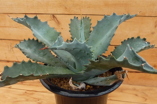 69 2点おまとめ σアガベ ファンキートース 5号大株 Agave 'Funky Toes' 多肉植物
