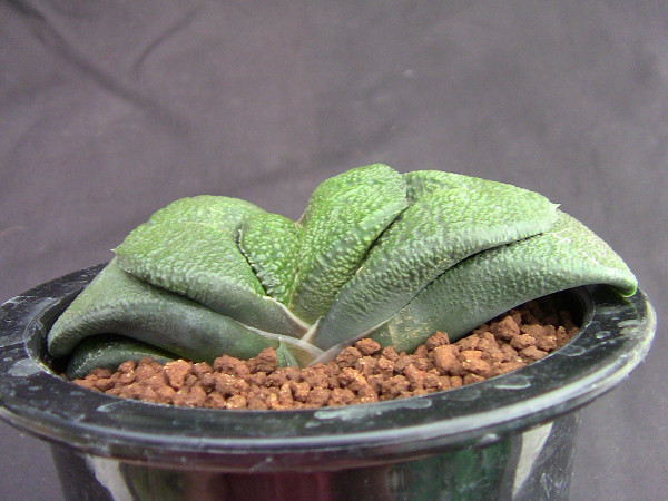 ★奈良研★サボテン・多肉色々★461★臥牛（軍配実生）★