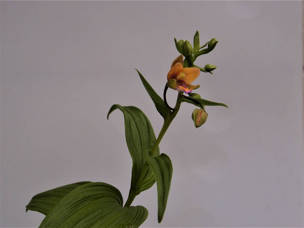 カキラン 山野草 鉢植え 赤花カキラン | 加賀の緋 2芽株 野生ラン 山