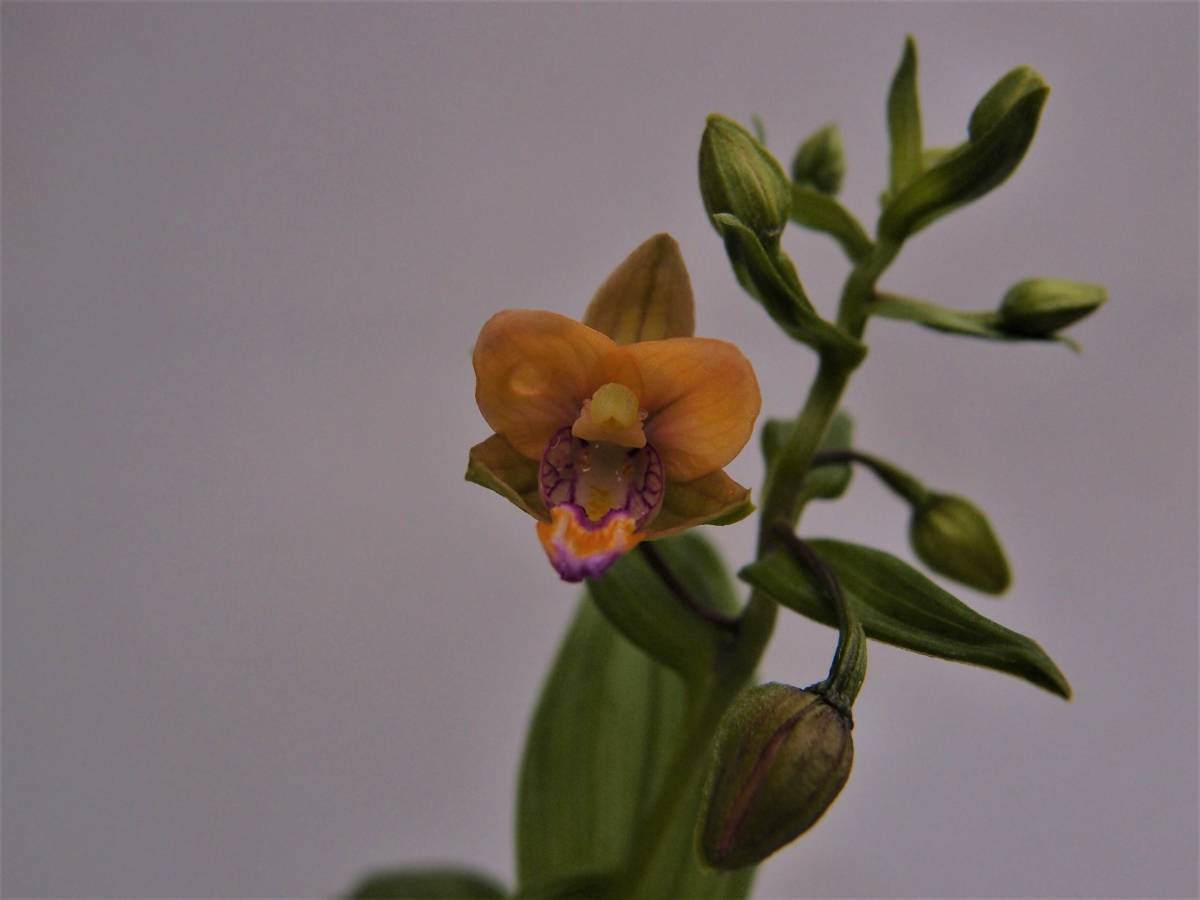 カキラン 山野草 鉢植え 赤花カキラン | 加賀の緋 2芽株 野生ラン 山