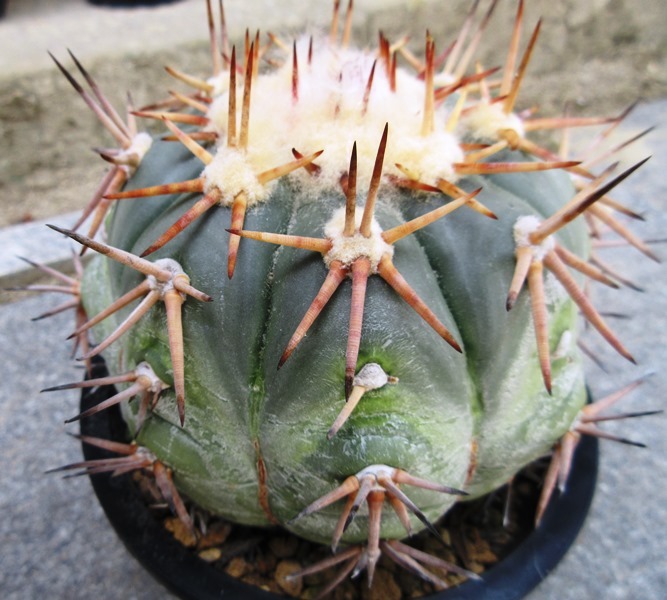 変わり翠平丸 変わり翠平丸 Echinocactus horizonthalonius エキノ