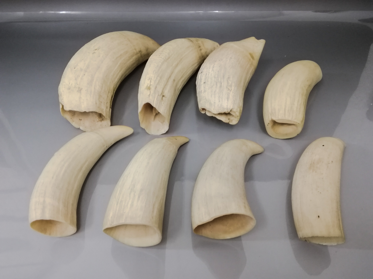 鯨牙 鯨の歯 希少 マッコウ鯨 根付け 印材 まとめて 2233.5g ◇2018年3