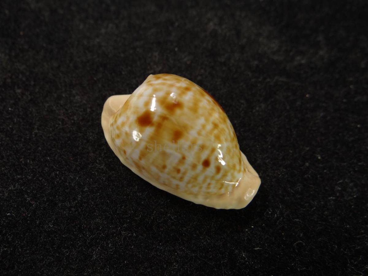 貝 標本 在庫調整出品 ハツコイダカラ（コロナタ・コロナタ） 特美品