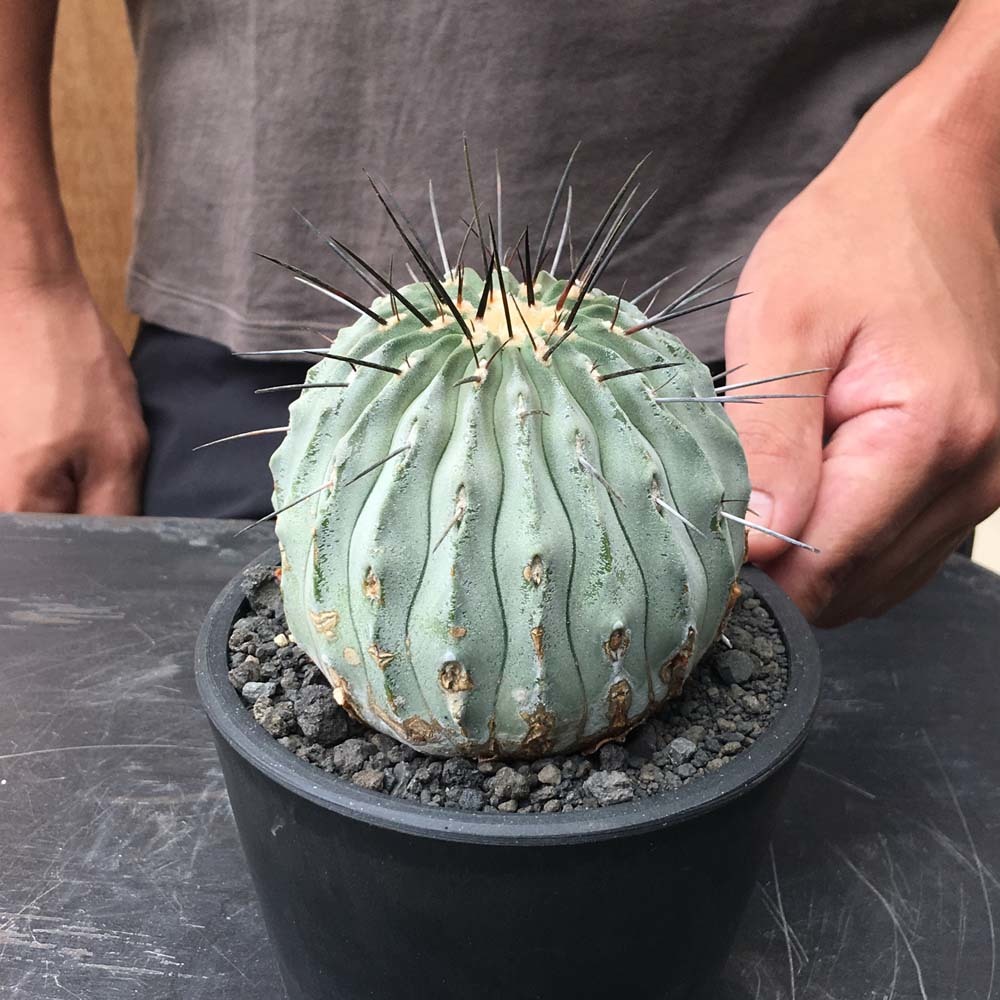 観葉植物 A 黒士冠 カキコ サボテン コピアポア Copiapoa dealbata