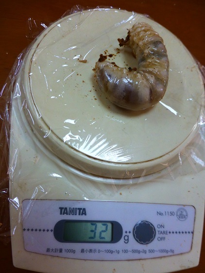 能勢SR血統 ３令幼虫ペア 公式通販 ♂32ｇ♀15ｇ ♂34ｇ♀