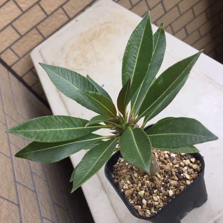 パキポディウムバロニー 国内実生 パキポディウムバロニー11