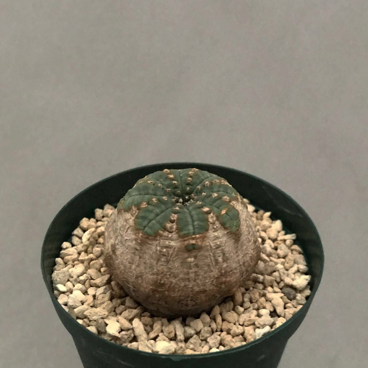 オベサ Euphorbia obesa | ユーフォルビア – - BASE by powered 塊根 
