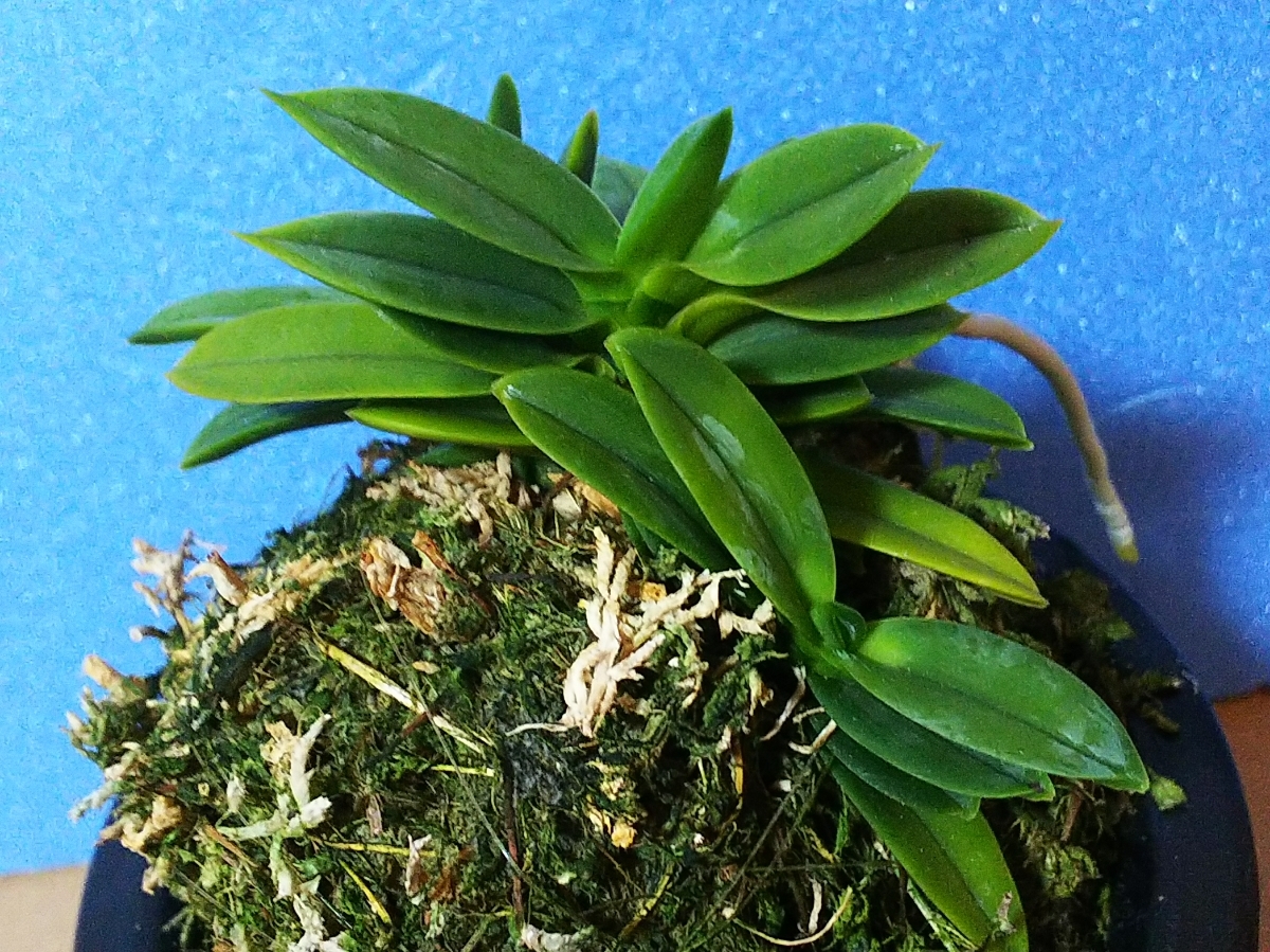神》富貴蘭:文明(小型豆葉の緑花の赤霧点火花)山野草 神》富貴蘭:文明(小型豆葉の緑花の赤霧点火花)山野草