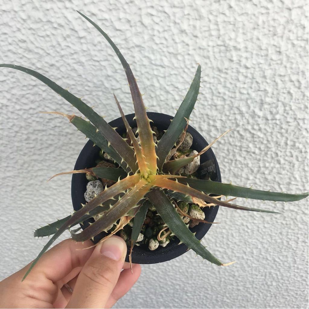 チランジア》フンキアナ クランプ《エアプランツ》Tillandsia