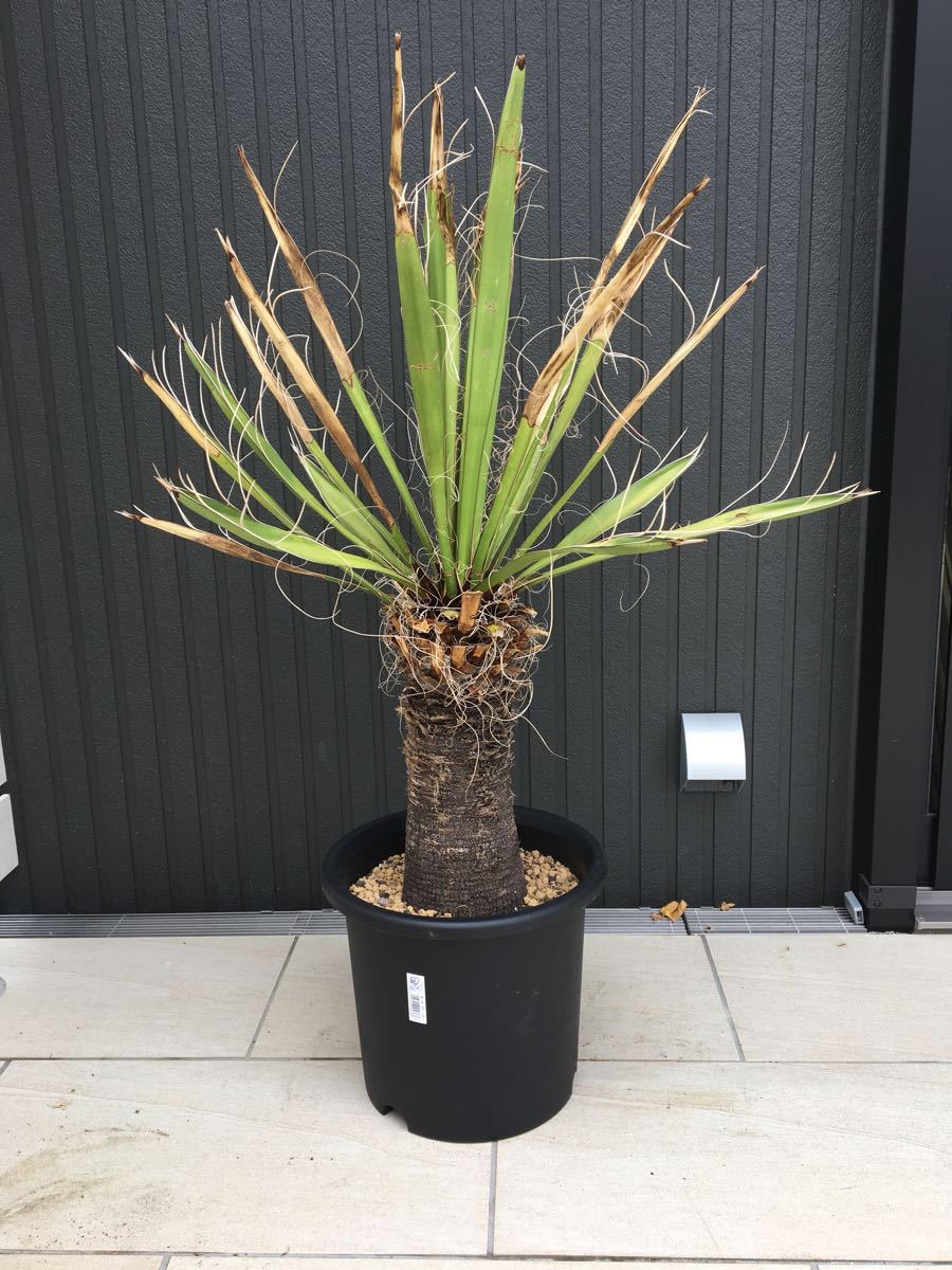 ユッカ ファクソニアーナ yucca faxoniana① 極太良型株 希少 ユッカ