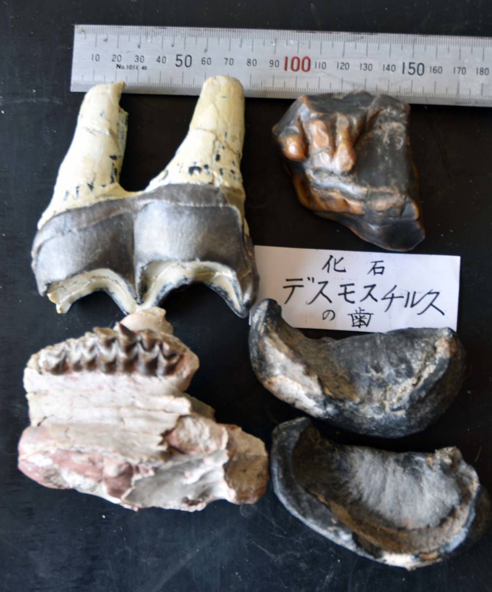 珍品!!化石デスモスチルス幼体の歯 希少!米国カリフォルニア 珍品!!化石デスモスチルス幼体の歯 希少!米国カリフォルニア