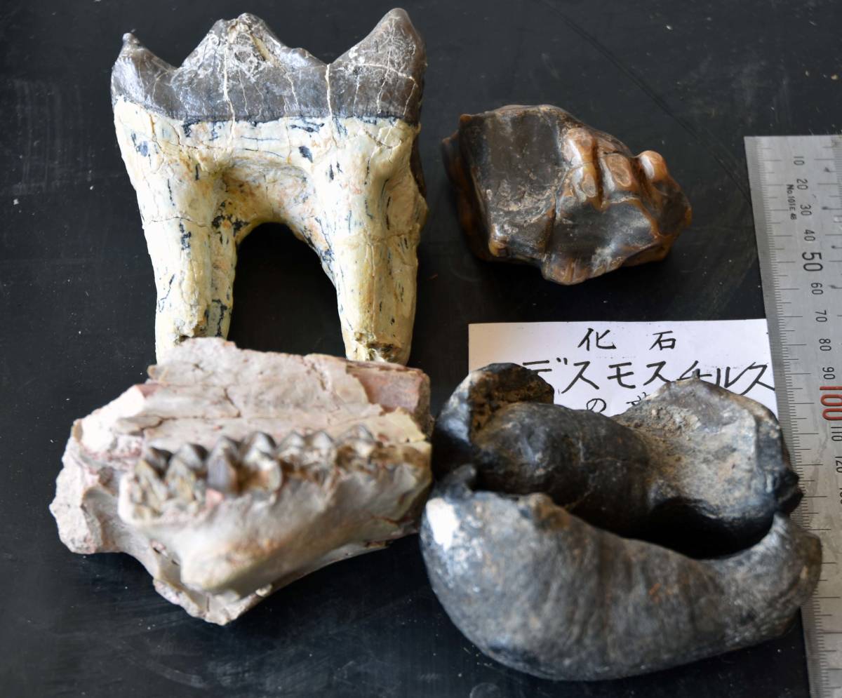 珍品!!化石デスモスチルス幼体の歯 希少!米国カリフォルニア 珍品!!化石デスモスチルス幼体の歯 希少!米国カリフォルニア