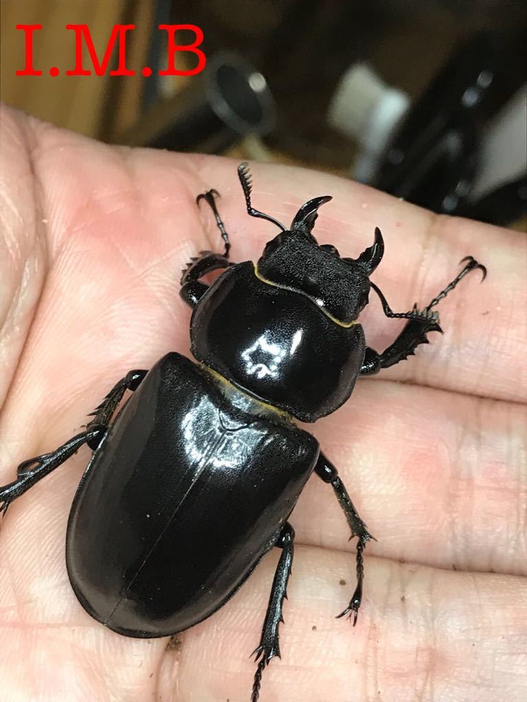 ◇◇アクベシアヌス トリオ大型血統 ミヤマ CBF1 ♂96.4×♀49♀45 