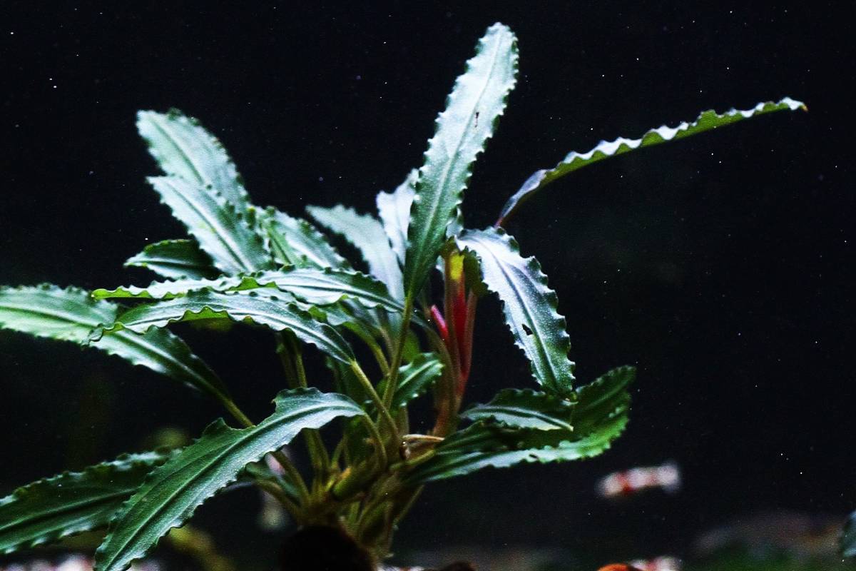 ブセファランドラ - クダガン | 熱帯魚・水草 安い商品を通販 公式通販 