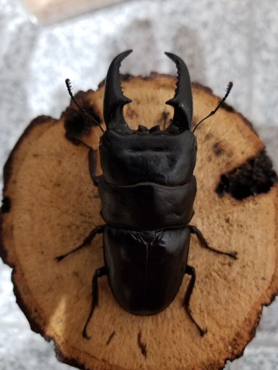 あかがね　本土ヒラタクワガタ　78.5×46.81 初令幼虫5頭