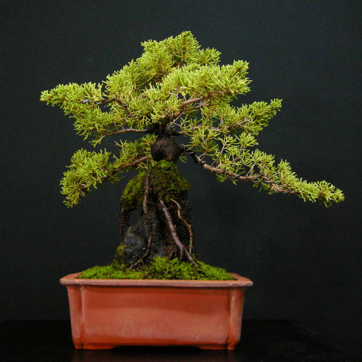 盆栽 【一起園芸】糸魚川真柏・中品盆栽☆石付き盆栽・見応え充分な