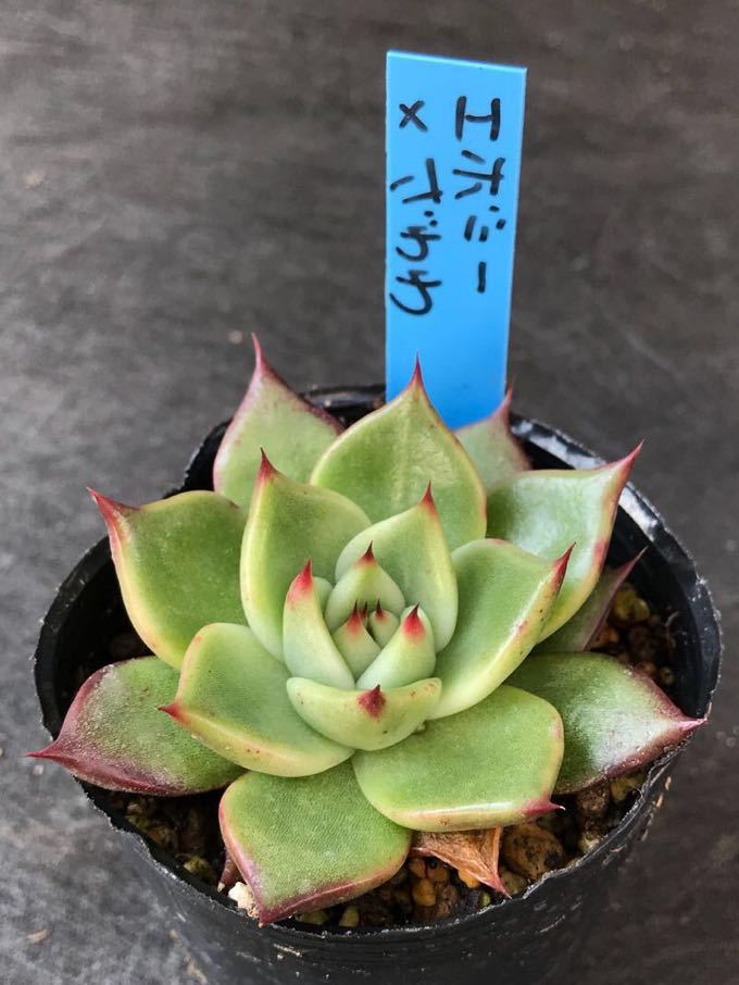 ①おらいさん苗★エボニー × ざわわ★エケベリア 交配種 多肉植物 サボテン
