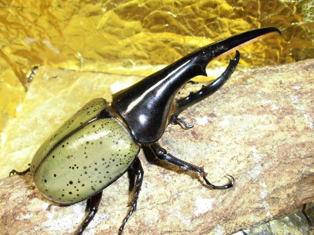 極太系！DHヘラクレス１４５，５♂５，５単品