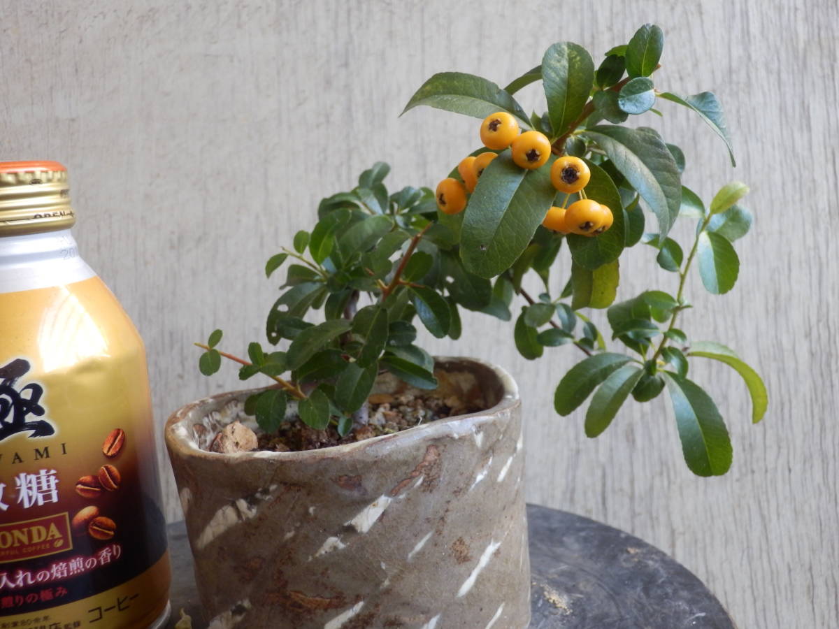 百円開始盆栽素材　【黄実ピラカンサス】　夏から秋に伸びた枝を剪定　【松、杉、檜、真柏、欅、雑木、花物、草】_1