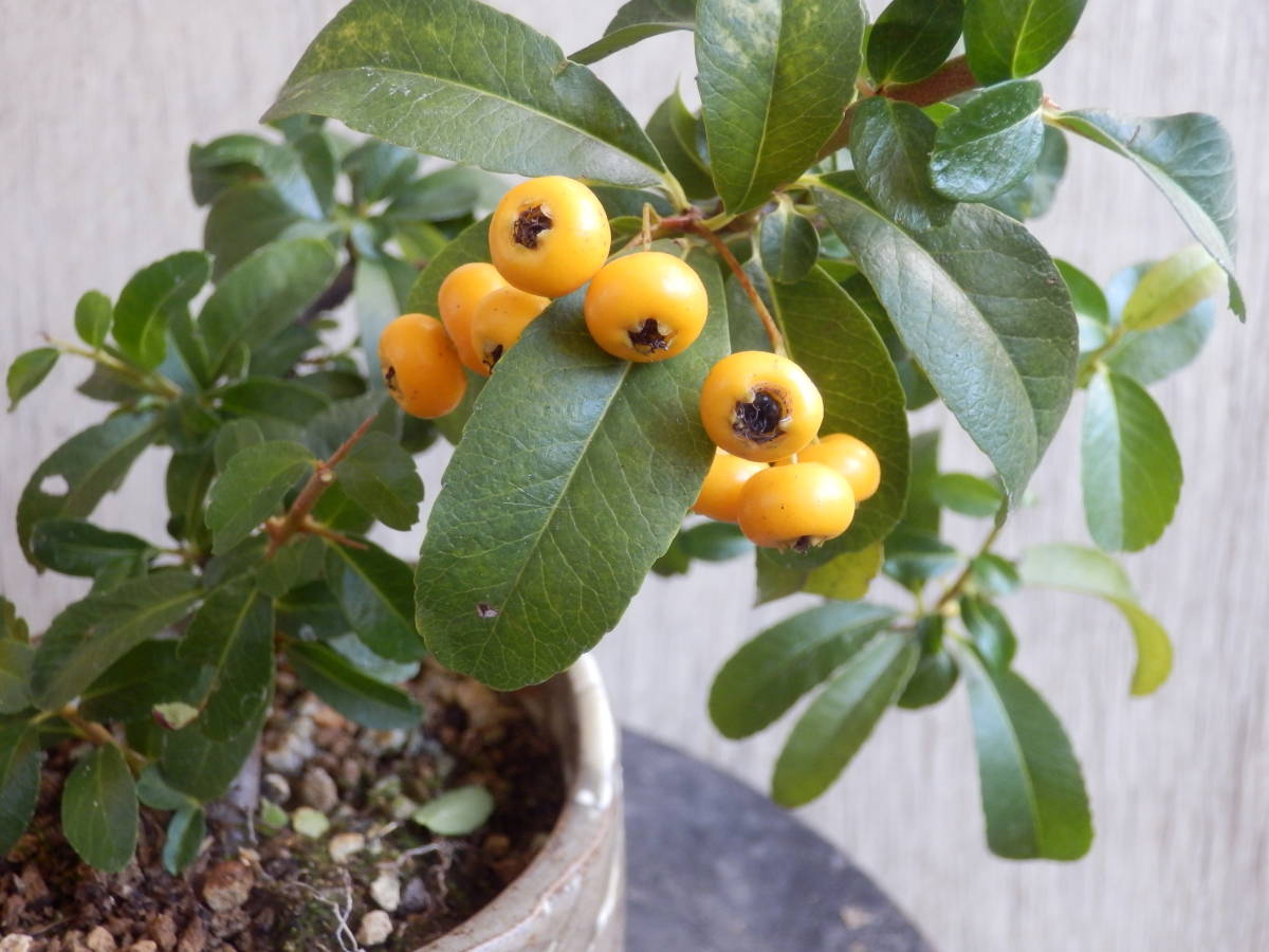 百円開始盆栽素材　【黄実ピラカンサス】　夏から秋に伸びた枝を剪定　【松、杉、檜、真柏、欅、雑木、花物、草】_3
