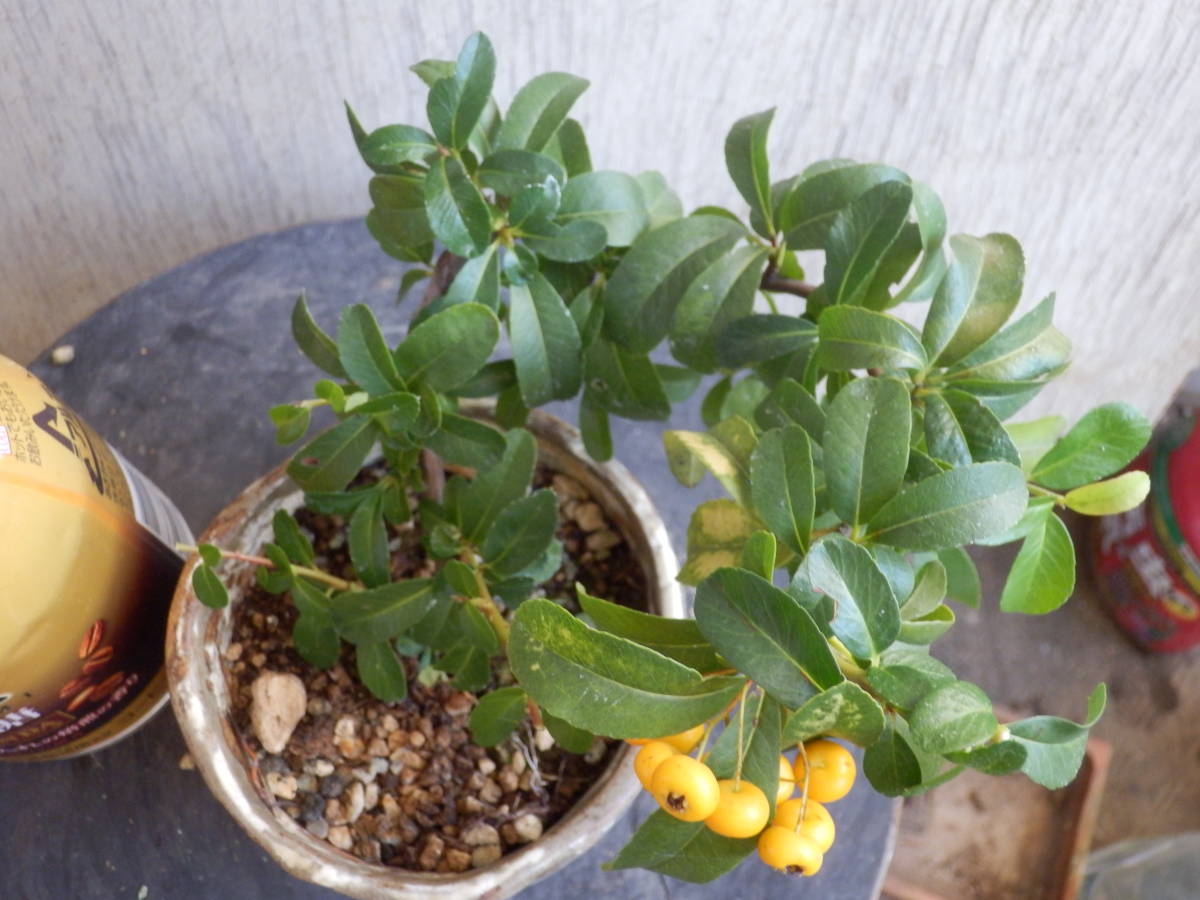 百円開始盆栽素材　【黄実ピラカンサス】　夏から秋に伸びた枝を剪定　【松、杉、檜、真柏、欅、雑木、花物、草】_4