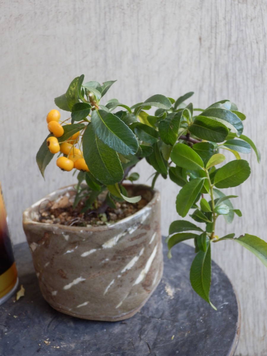 百円開始盆栽素材　【黄実ピラカンサス】　夏から秋に伸びた枝を剪定　【松、杉、檜、真柏、欅、雑木、花物、草】_5