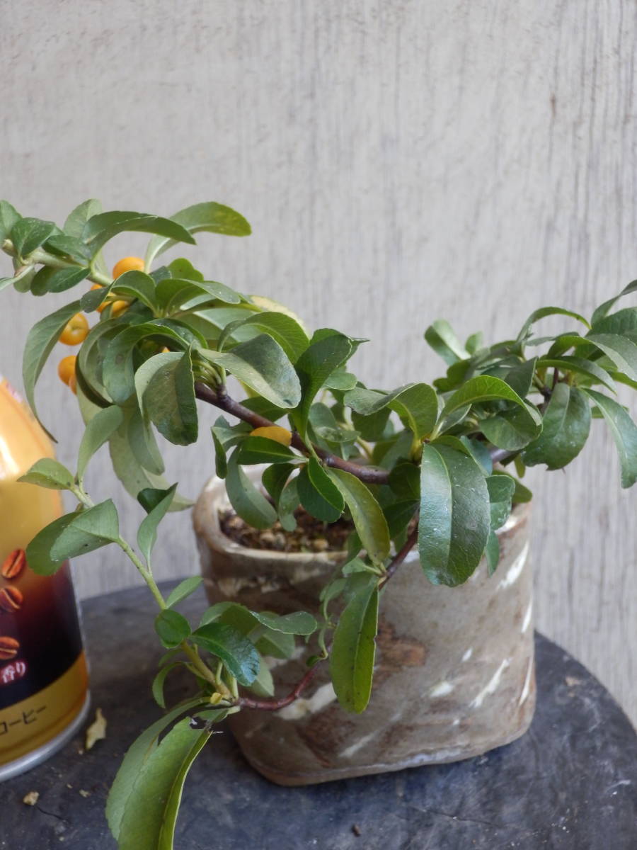 百円開始盆栽素材　【黄実ピラカンサス】　夏から秋に伸びた枝を剪定　【松、杉、檜、真柏、欅、雑木、花物、草】_6