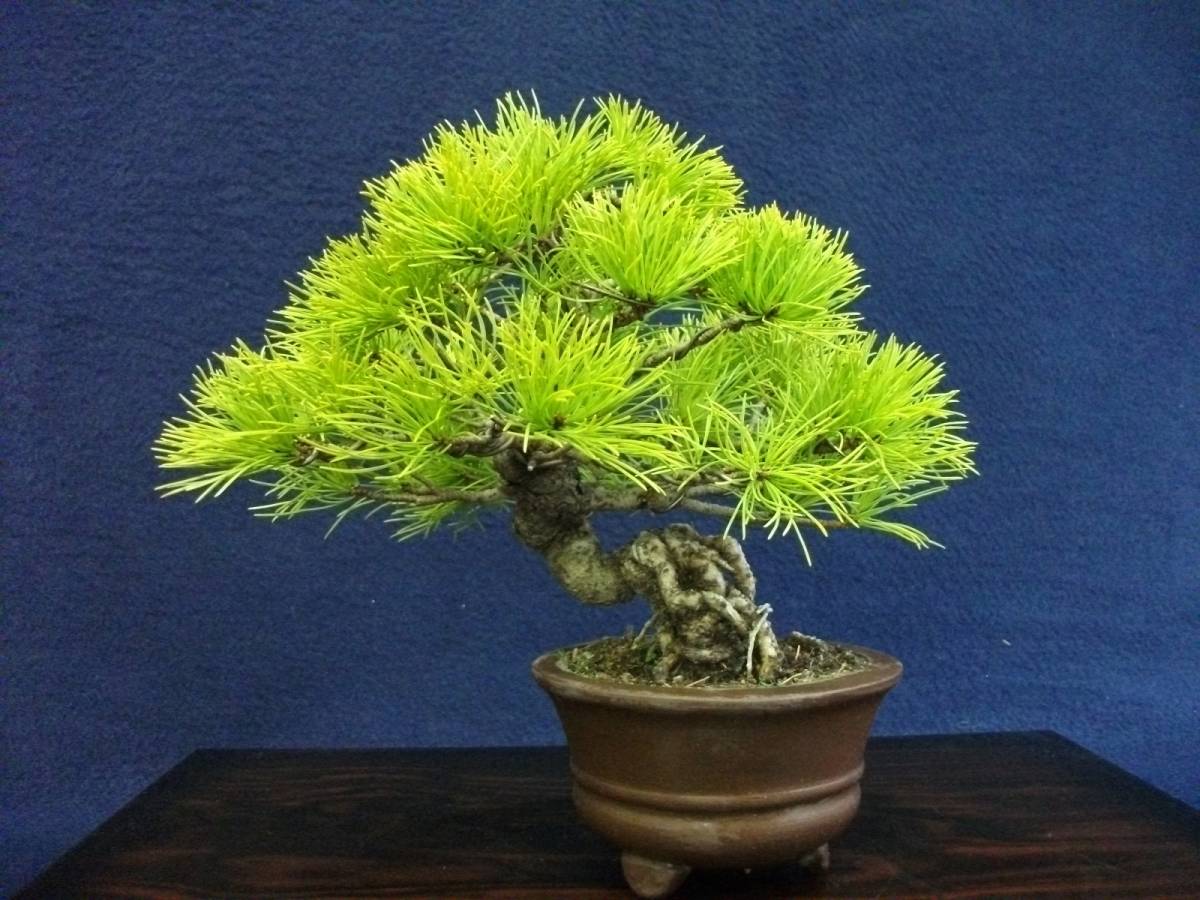 那須五葉松 小品 樹高19㎝ | BRITISHFIREWORKS.CO.UK