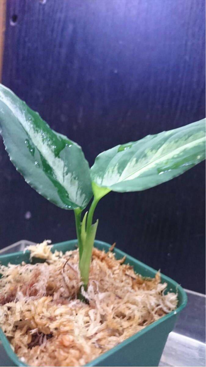 Aglaonema pictum Castle PDN-C from Padan