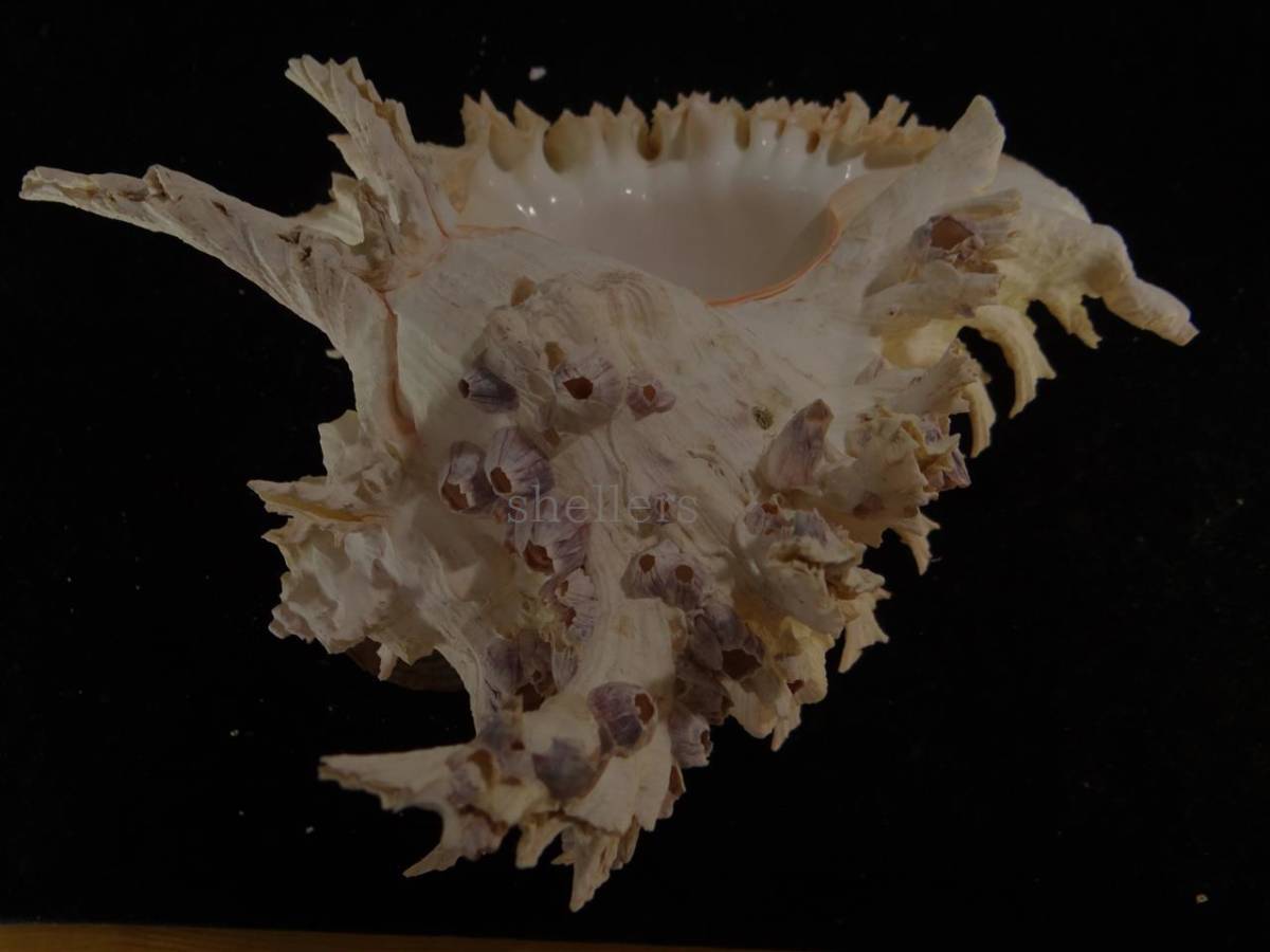 貝 標本 テングガイ 大 スーパーエクセプショナル
