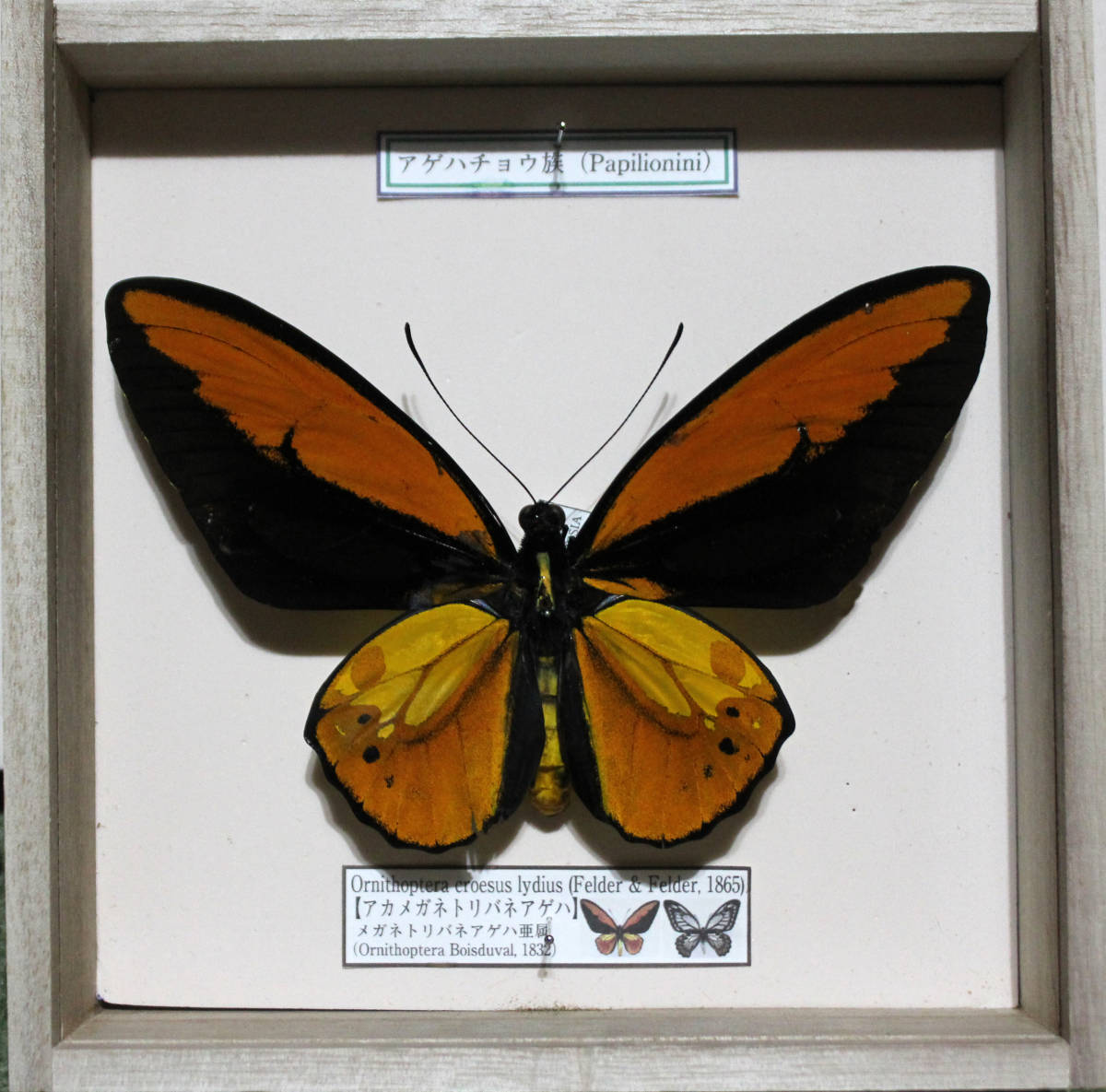 蝶標本 アカメガネトリバネアゲハ（♂）